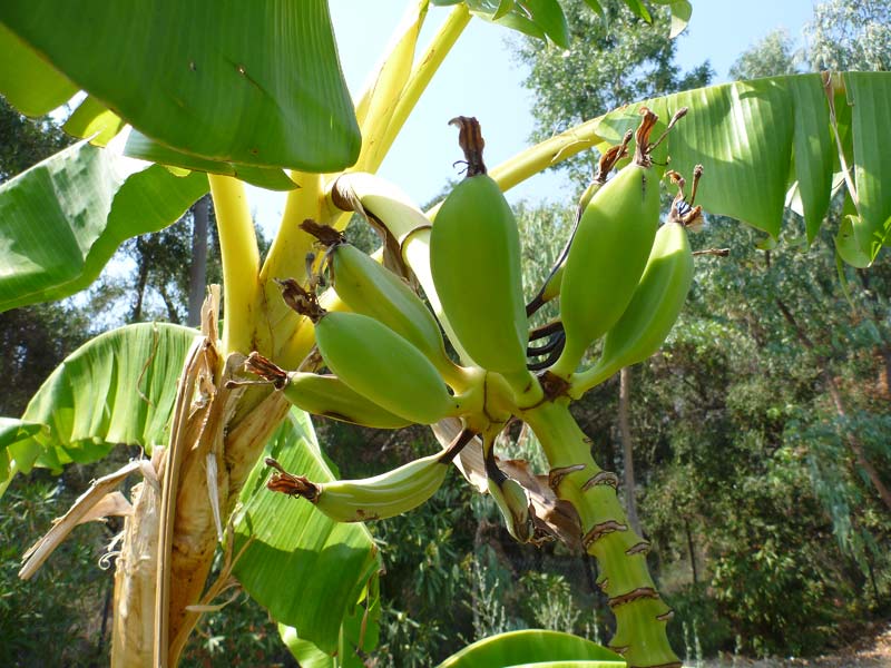 ie Banane (Musaceae) ist eine tropische Pflanze, die in Griechenland wegen des günstigen Klimas hauptsächlich auf der Insel Kreta wächst und dort auch verkauft wird (Ionische Insel Korfu).