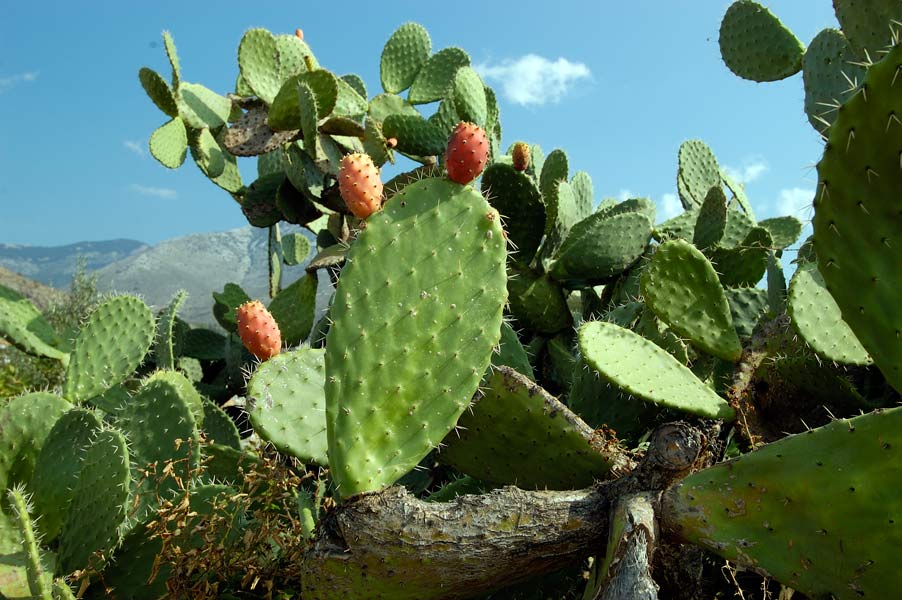 Der Feigenkaktus (Opuntia ficus-indica), der ursprünglich aus Mexiko stammt, wächst auch zahlreich in Griechenland und im Mittelmeerraum, die wohlschmeckenden Früchte der dornigen Pflanze werden im Spätsommer geerntet (Neophyten).