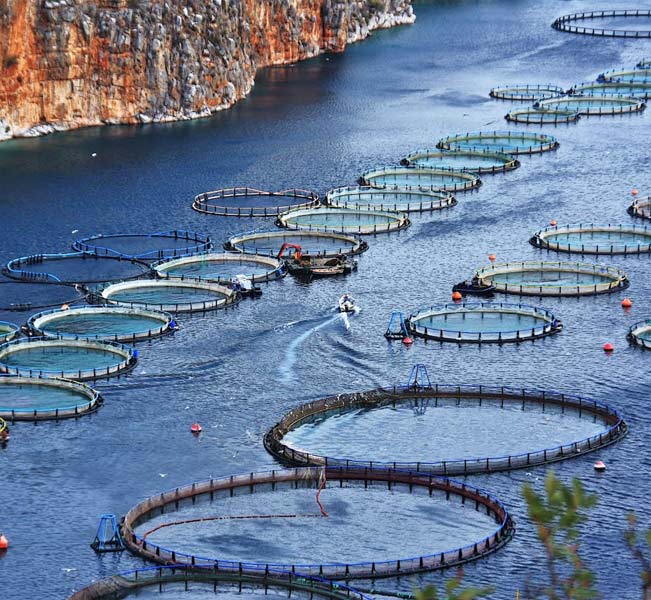 In Griechenland sind etwa 40.000 Menschen im Sektor Fischzucht beschäftigt, pro Jahr werden in 200 Aquakultureinheiten und 25 kleineren Zentren für den Erzeugungsprozess (Laichen, Aufzucht) etwa 235.000 Tonnen Fische und Meeresfrüchte produziert