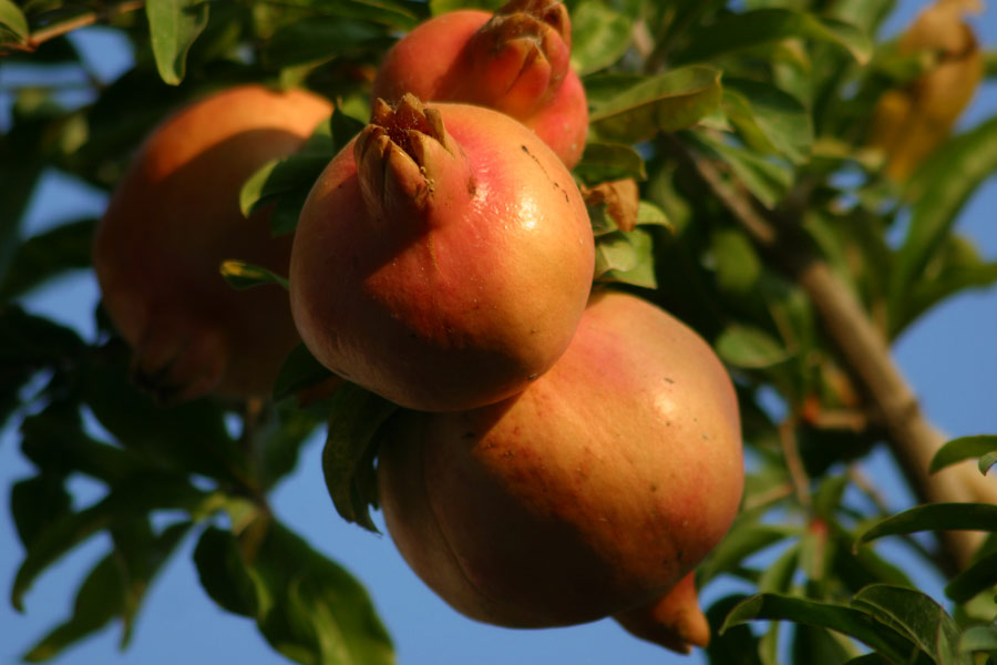 Granatapfel, eine seit der Antike bekannte Frucht für ihre medizinischen Eigenschaften, ist reich an Vitaminen C, A, E, Eisen, Kalium und antioxidativen sekundären Pflanzenstoffen und hat wenig Kalorien
