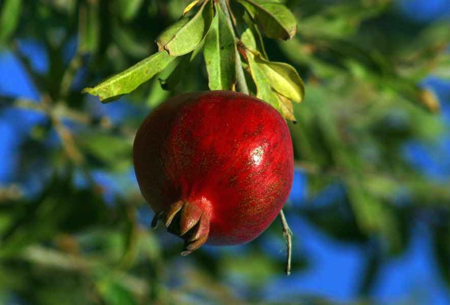 Granatapfel, eine seit der Antike bekannte Frucht für ihre medizinischen Eigenschaften, ist reich an Vitaminen C, A, E, Eisen, Kalium und antioxidativen sekundären Pflanzenstoffen und hat wenig Kalorien