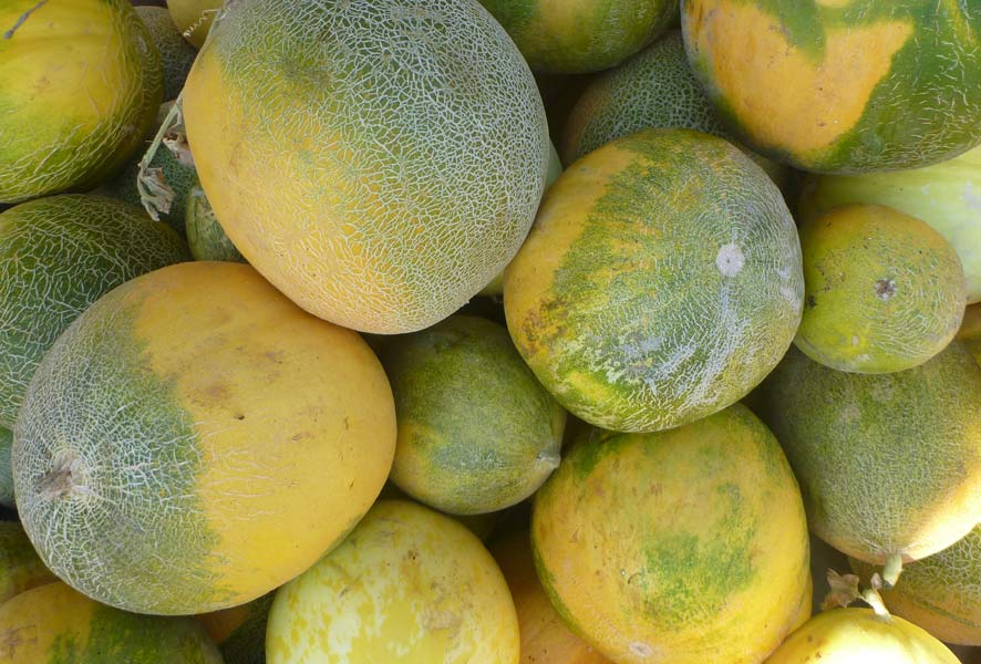In Griechenland finden wir die Melone in vielen lokalen Sorten differenziert, wobei die bekannteste die Argitische Melone, die Sterlina, die Sorte Zakynthos und die Thrakische Sorte ist.