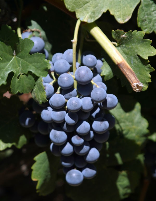 Mavrodaphne Trauben – Die Kellerei Achaia Clauss in Patras auf der Halbinsel Peloponnes, die der Bayer Gustav Clauss 1861 gründete, ist besonders berühmt für ihren dunkelroten, süßen Mavrodaphne Wein